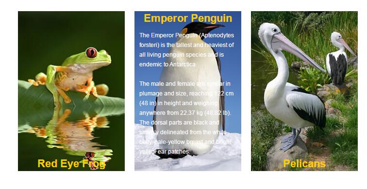 CSS实现的鼠标移动到图片上显示文字说明内容-A8源码网