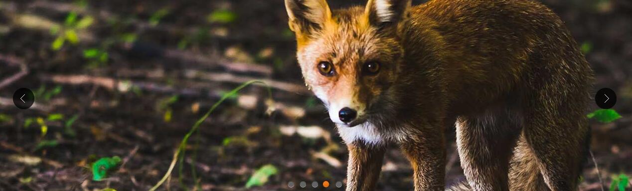 jQuery淡入淡出全屏幻灯片自动轮播图代码-A8源码网