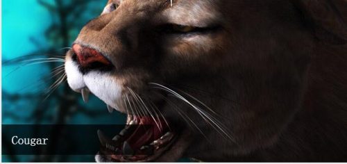 纯CSS3图片幻灯片切换效果代码-A8源码网